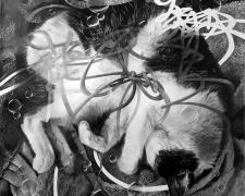 知らぬが花_Blissful Ignorance (Squith Dec 14, 2023), 2024, graphite on paper, 41" x 41"