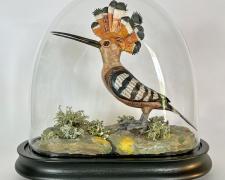 Hoopoe "Hoopoe", wire, plaster, papier-mâché, 9 1/2 x 7 x 9 1/2"