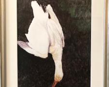 Pale Bird Suspended, 2018, acrylic, dry brush on paper, i.s. 14 1/2 x 11 1/2" / f.s. 19 3/8 x 16 3/8"