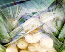 leeks and potatoes