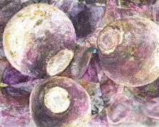 Julie Brook Alexander, "rutabaga and purple potato", 2024, archival inkjet pigmented print, i.s. 21 3/4 x 16 1/4" / f.s. 29 1/4 x 24", ed. of 9