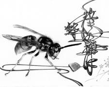 "泣きっ面に蜂_A bee stings on a crying face", 2015, graphite on paper, p.s. 10 x 15"