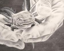 "When the Axolotls are Extinguished, We'll Be Extinguished With Them", 2026, charcoal on paper mounted on panel, 24 x 12 x 1"