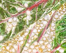 "chickpeas and rainbow chard", 2022, archival inkjet pigmented print, i.s. 11 x 15"
