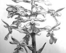 Florigium Sky Plant 2006 Graphite on Bainbridge illustration board 10 x 10"