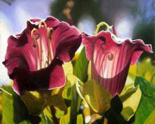 Hybrid #16 Florigium Perrenial Bumpus 2006 Oil on canvas 30 x 30"