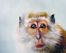 Monkey #30 2006 Oil on canvas 12 x 12"