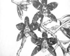 Orchesis Classicus 2006 Graphite on Bainbridge illustration board 10 x 10"