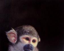 Squirrel Monkey #13 2006 Oil on canvas 12 x 12"