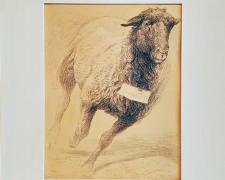 "Leaping Ewe", 2007, conte crayon, acrylic wash on paper, i.s. 12 3/4 x 9 3/4" / mat size: 19 x 16"
