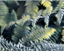 Fern Unfolding 2004 Mixed media on photograph 11 x 21"