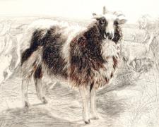 Jacob's Ram: The Hireling Shepherd, 2003, conte on paper, 13 1/2 x 19 1/2"