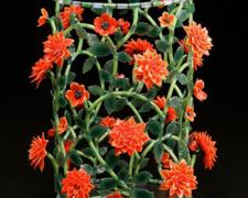 Red Dahlia - Tacoma Series, 2011, lampwork, 10 x 9"