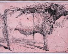 Red Heifer - Study, 2008, pen and ink, acrylic wash, 4 1/2 x 7"