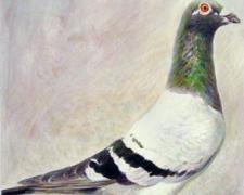Rock Pigeon - Annunciation, 2009, acrylic on paper, i.s. 8 5/8 x 6 1/8"
