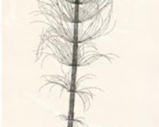 Equisetum telmatiae, 2009, botanical monoprint, p.s. 42 x 15" / i.s. 38 x 12"