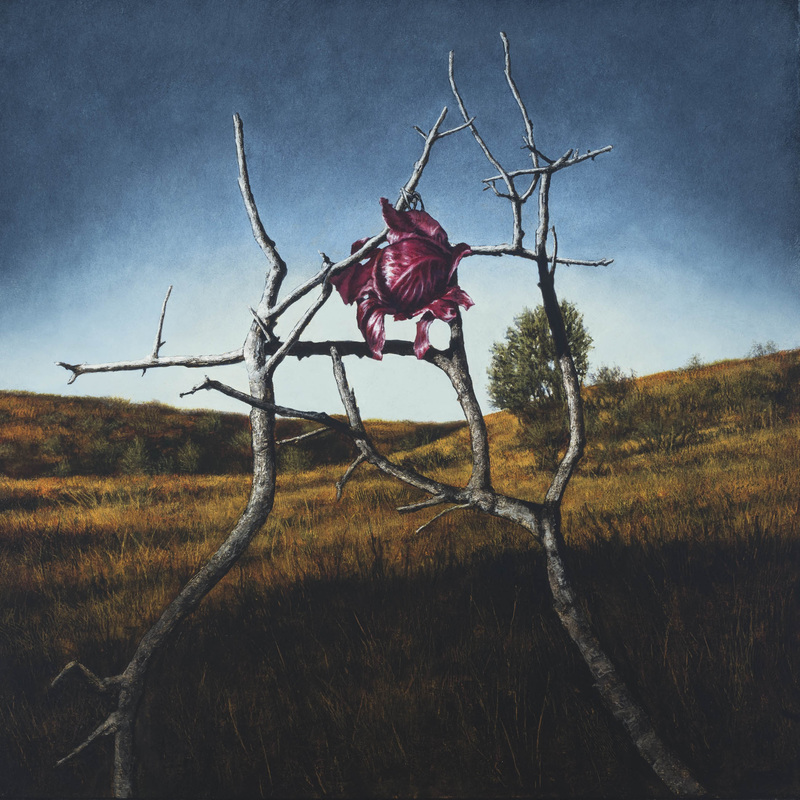 Cabbage Rose, 2016, oil on canvas, 30 x 30”