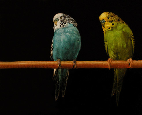 Velasquez's Budgies 