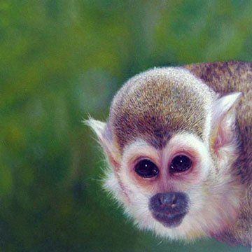 Squirrel Monkey #15 2006 Oil on canvas 12 x 12"