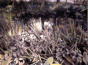 Pond Study #6 2004 Mixed media on photograph 17 x 22"