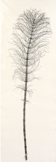 Equisetum telmatiae, 2009, botanical monoprint, p.s. 42 x 15" / i.s. 38 x 12"